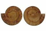 Cut & Polished Jurassic Ammonite (Perisphinctes) Fossil #369789-1